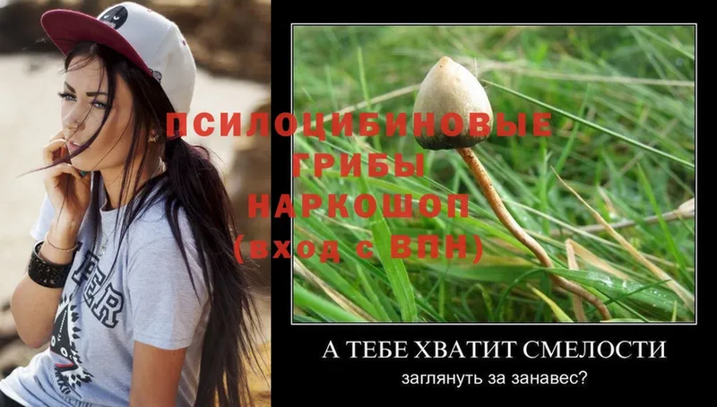 купить наркоту  Зуевка  mega ССЫЛКА  Галлюциногенные грибы Psilocybe 